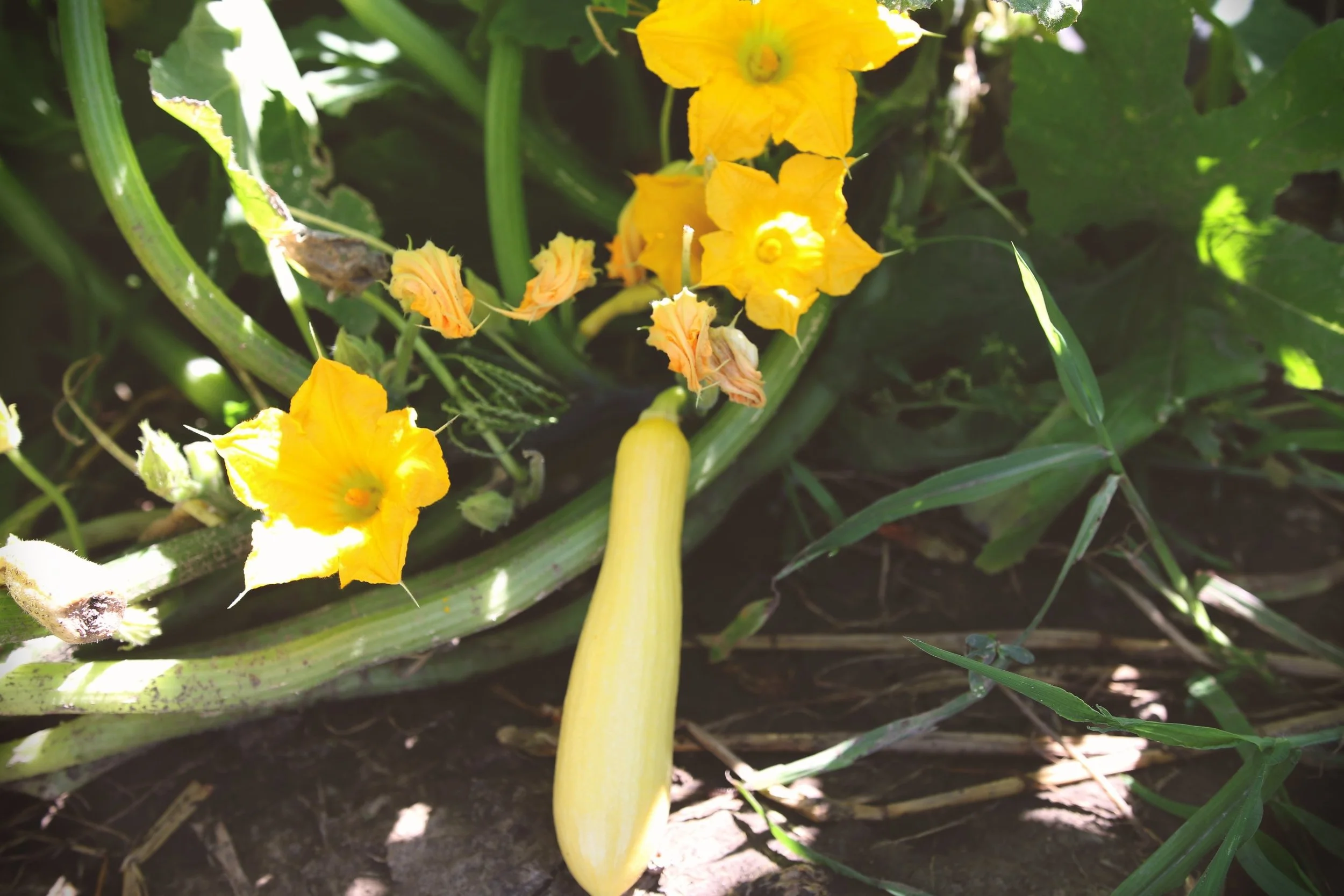 Anderson Organics-Anderson Organics-summer squash flowers.jpg