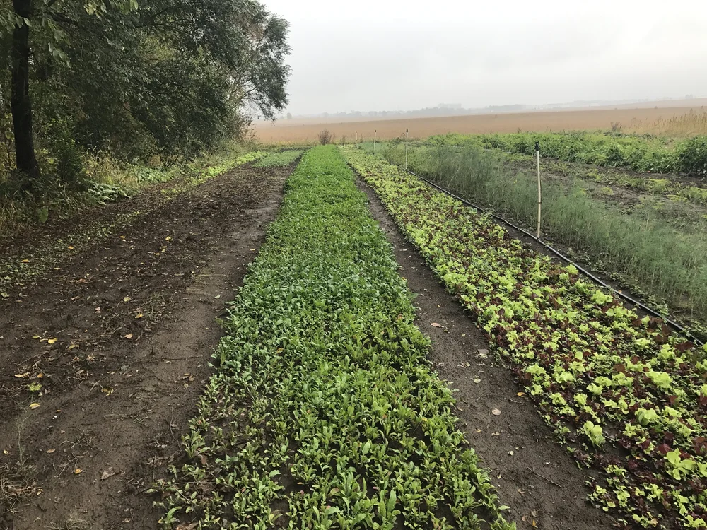 Local Food Matters Anderson Organics Caledonia Il Choices Natural Market