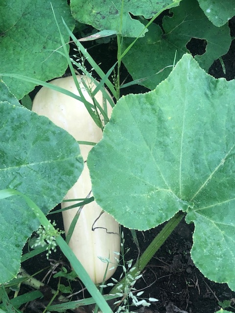 Butternut Squash!