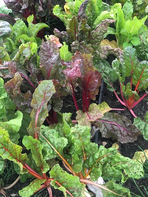 Gorgeous chard!