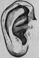 Ear, 1905. Artist Unknown. Public Domain.