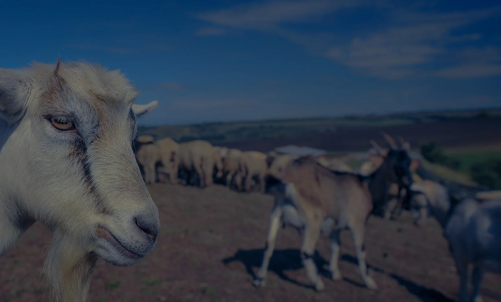 Goats_1.jpg