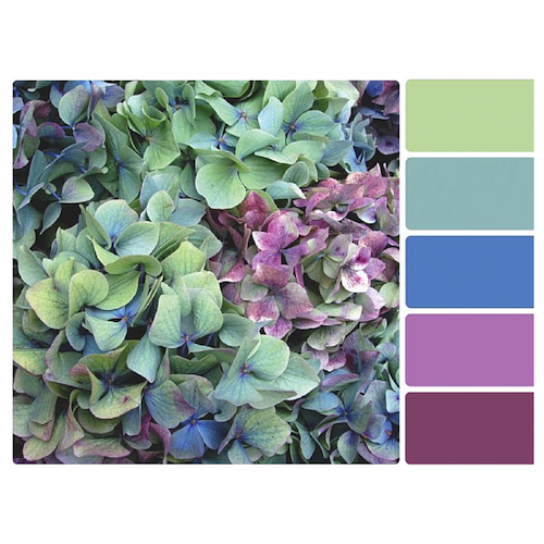 Analogous color palette courtesy of nature (Hydrangea's: our IRL example). Photo Credit.