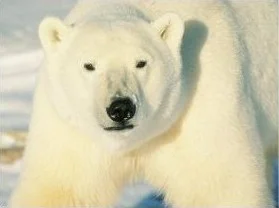 polar_bear.jpg