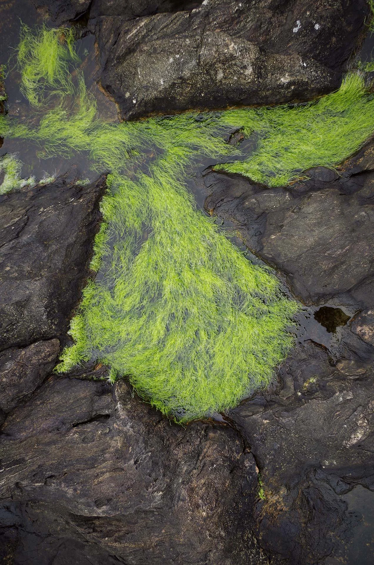 GreenPuddle.jpg