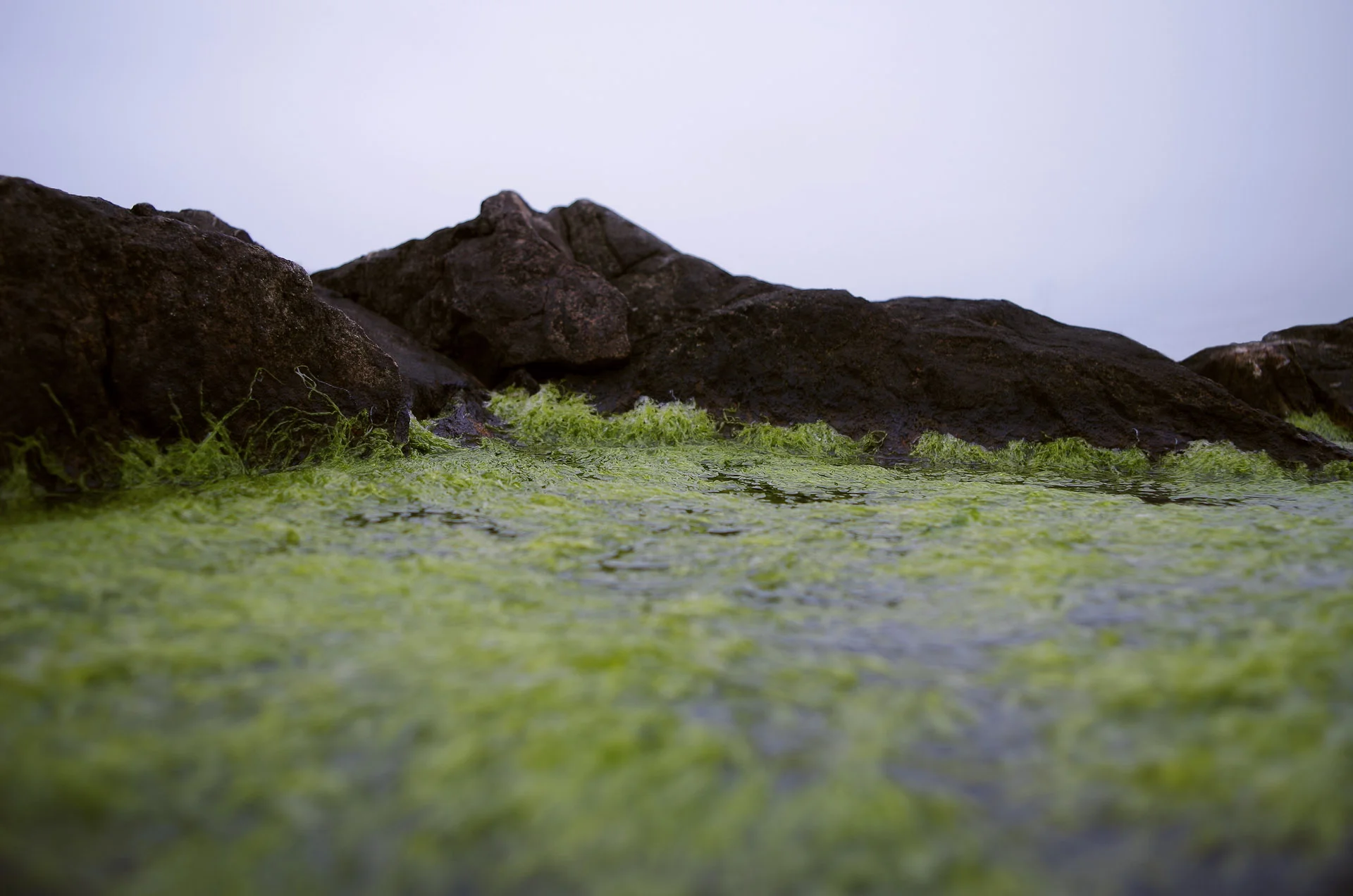 GreenpuddleLandscape.jpg