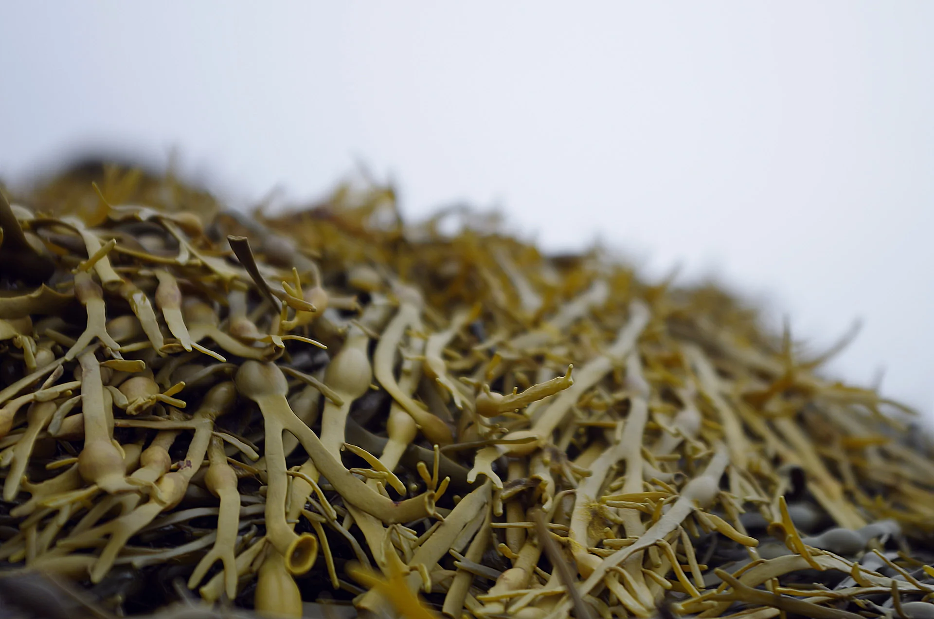 Seaweed2.jpg