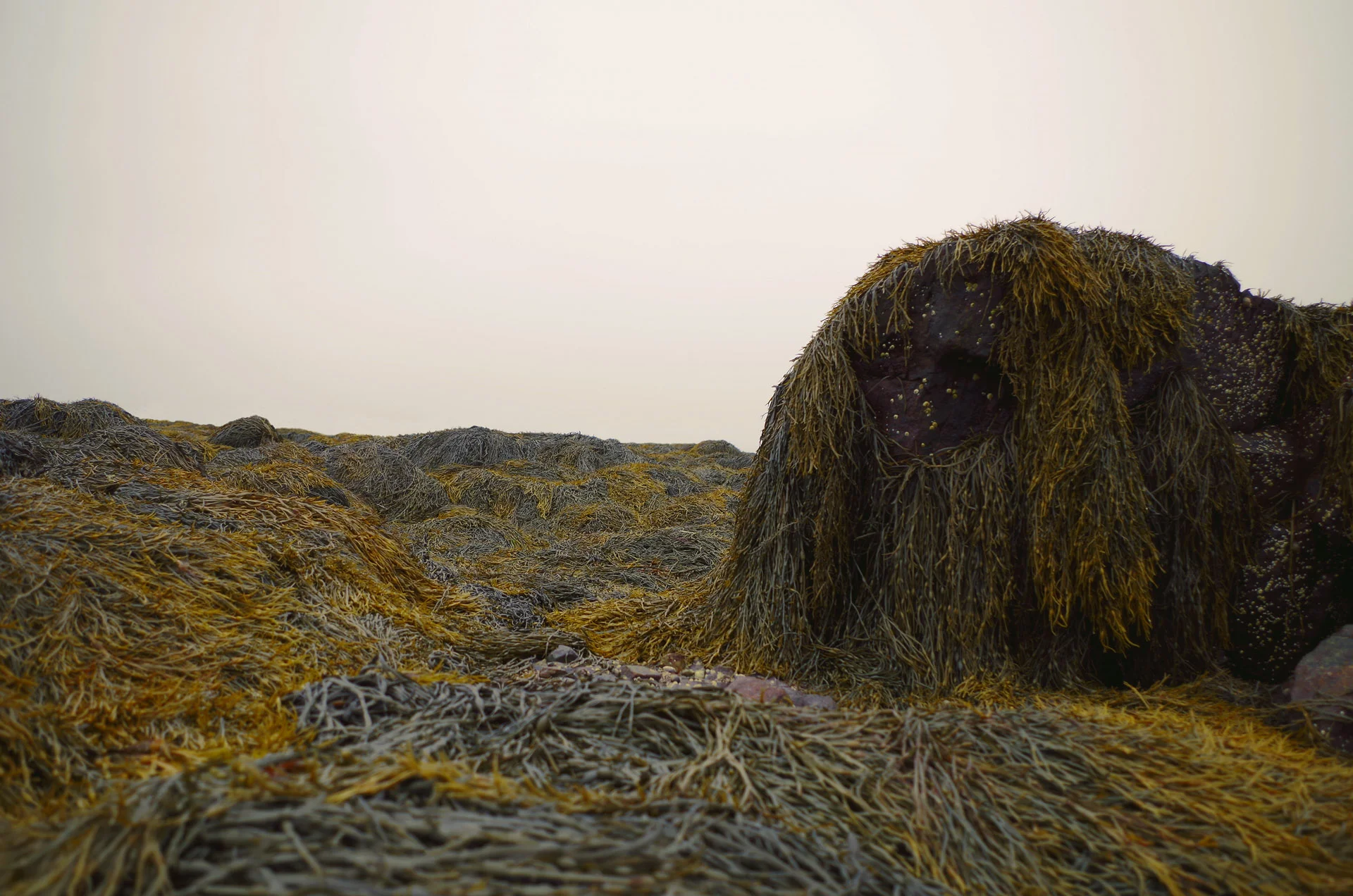 Seaweedlandscape.jpg