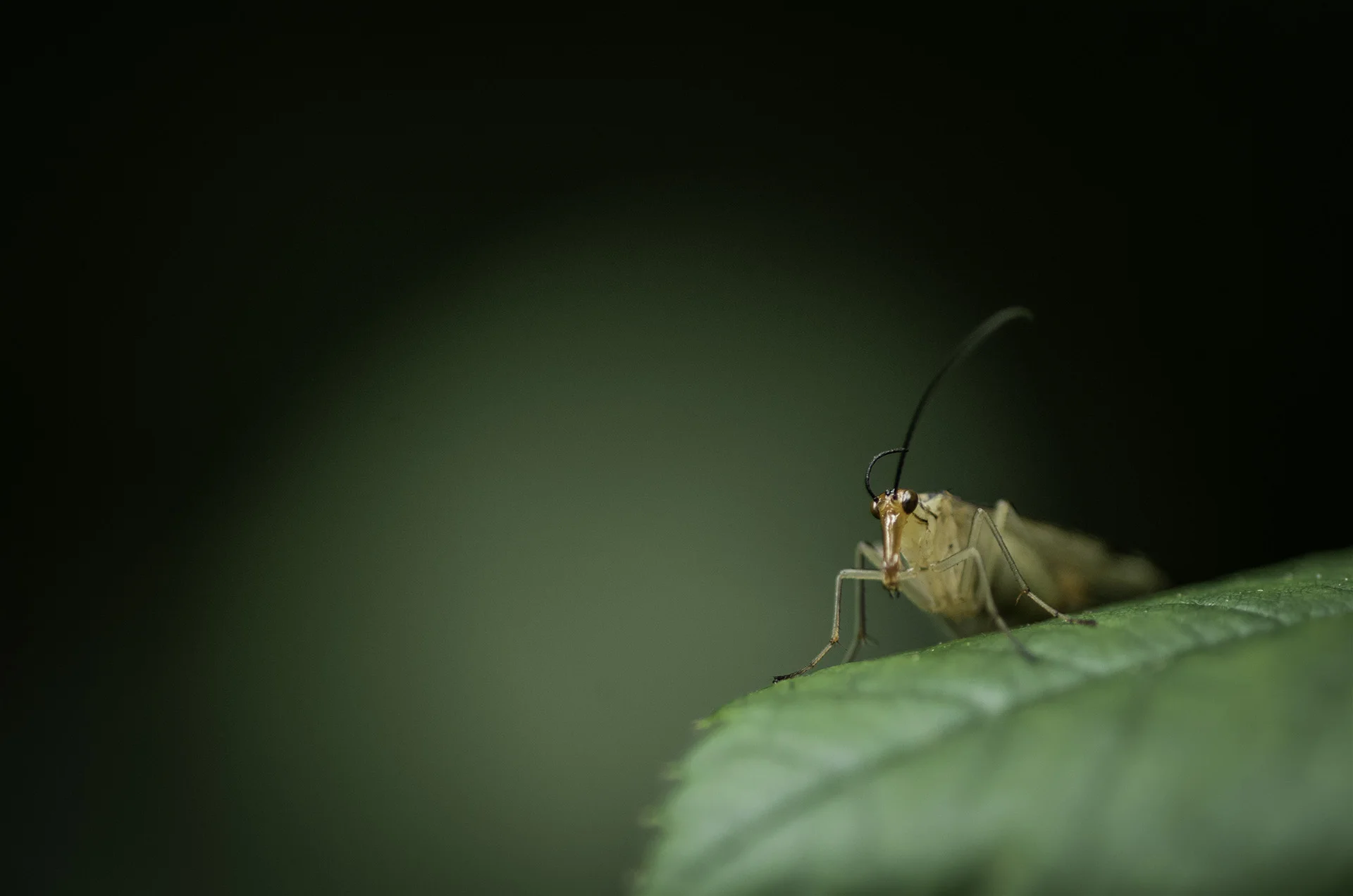 Bugleaf.jpg