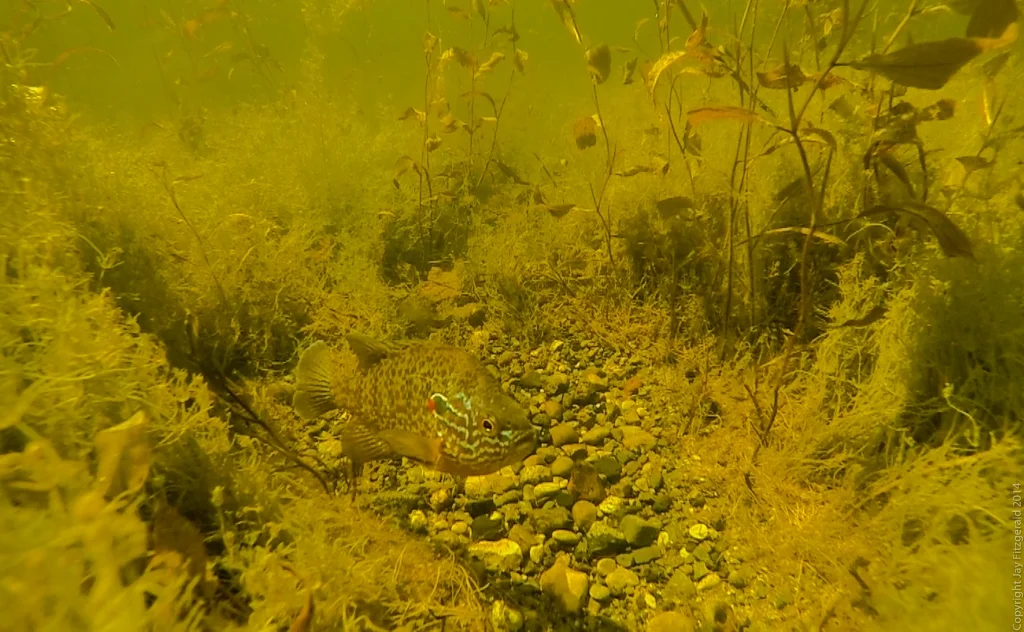Pumpkinseed+Sunfish-Pumpkinseed+Sunfish+Haven+Hill+Lake+2+1024x768.jpg
