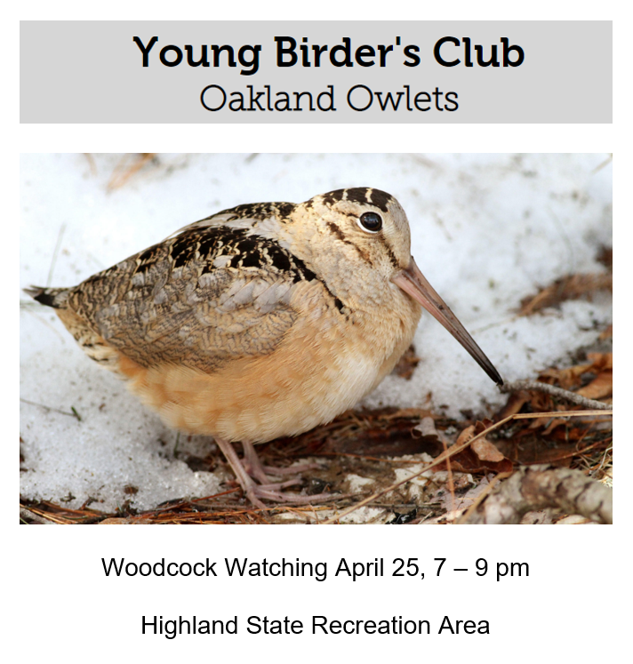 Young Birders - Woodcock Watching, April 25 at Highland State Rec Area: 7 - 9 pm