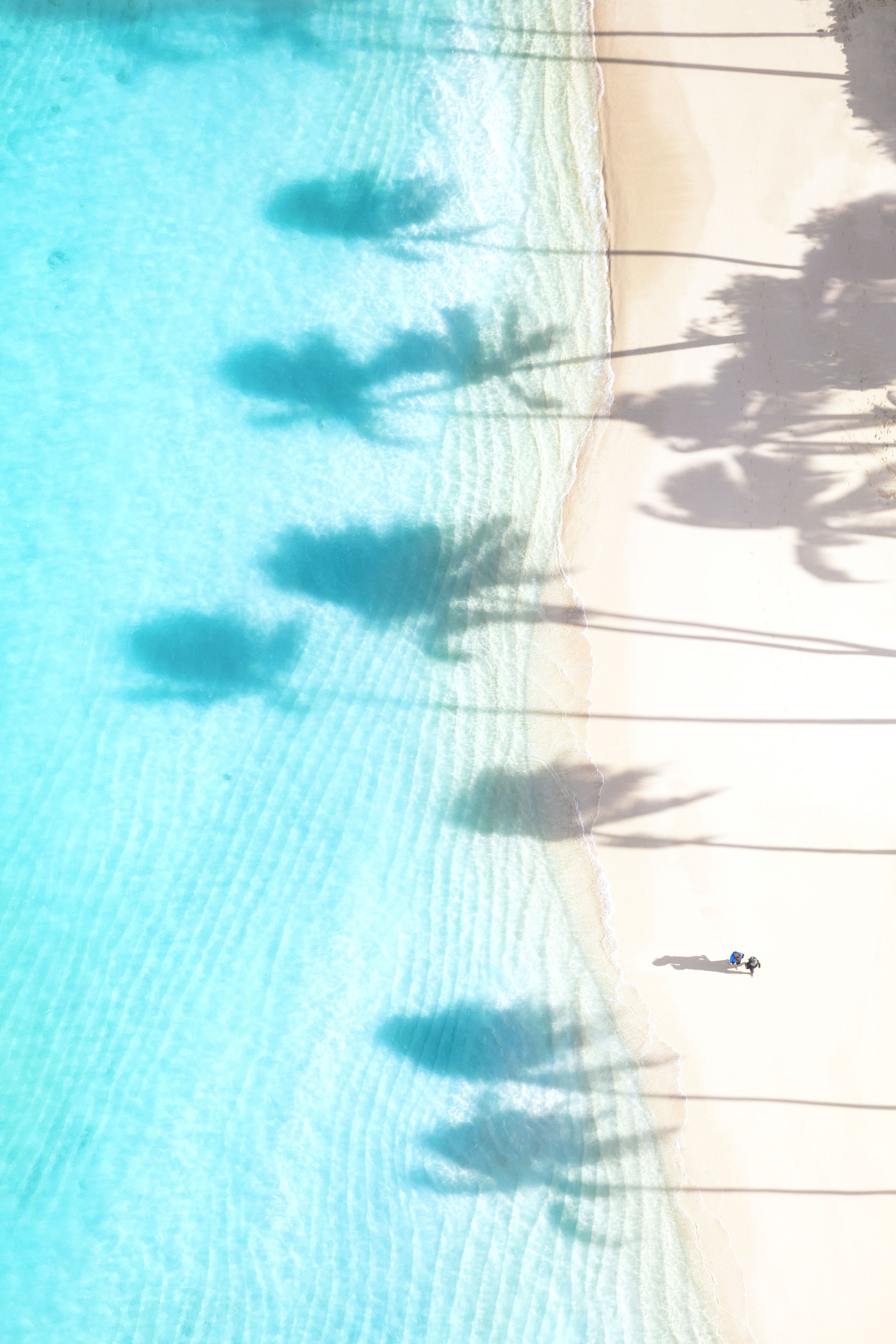 Palm Shadows Vertical, Oahu.jpg