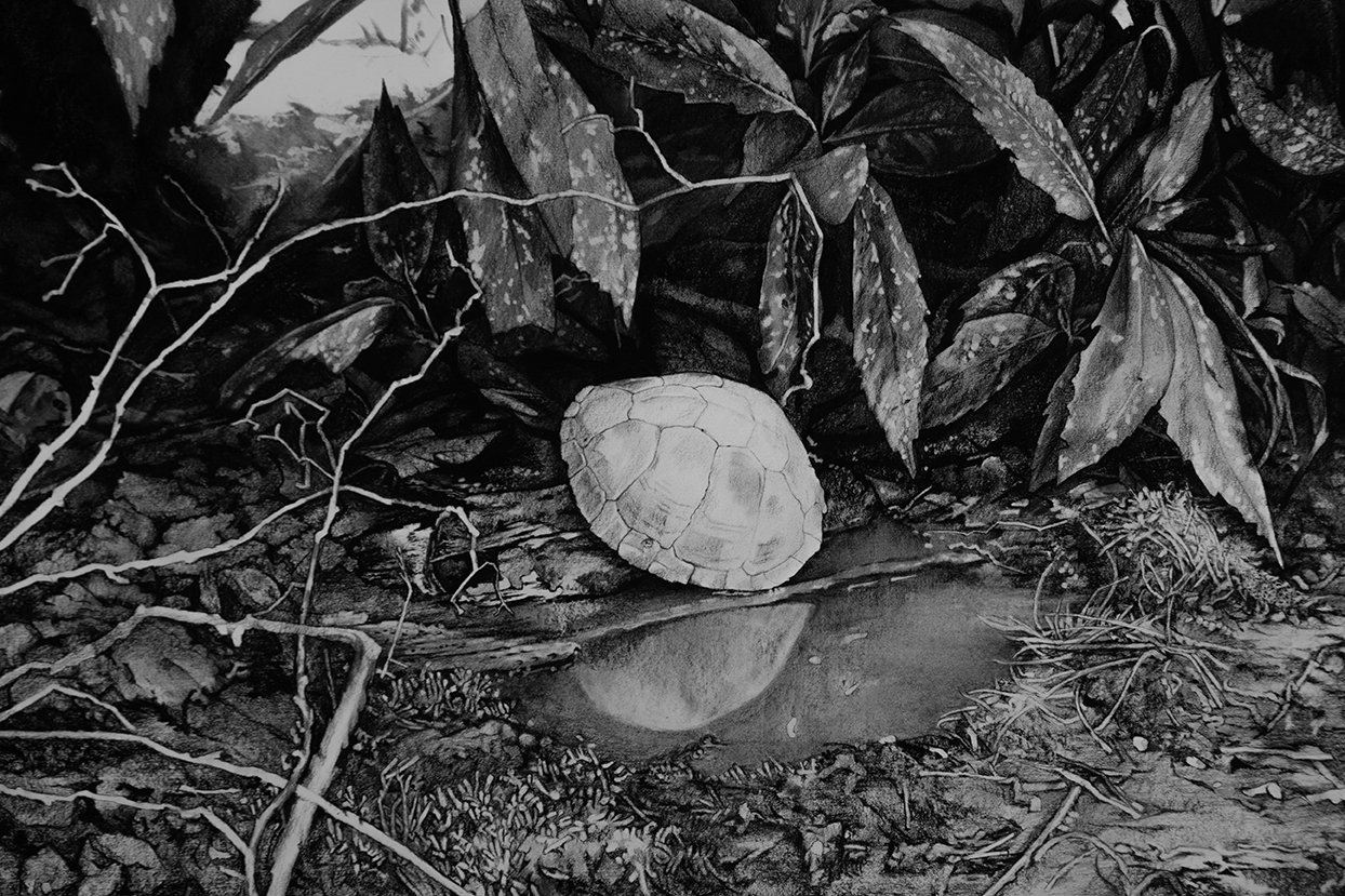  reflecting pond, charcoal on paper, 33” x 22” 