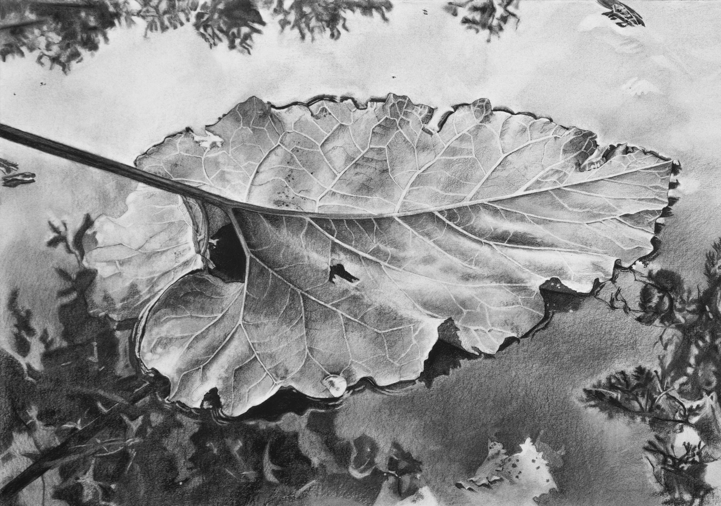  lily pad, charcoal on paper, 40” x 25” 