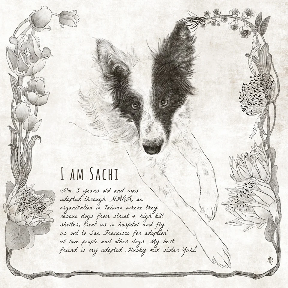 Sachi_mydirtypaws_960.jpg