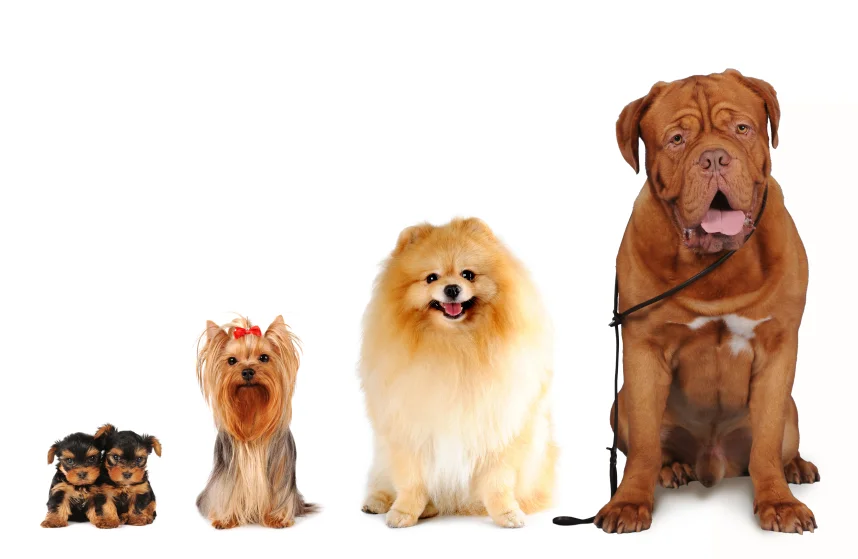 different size breeds will show signs of age earlier than others...
