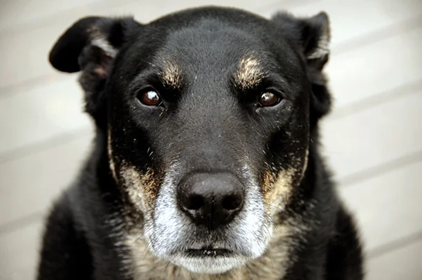 Our senior pets need the love: regular health checks will help them stay healthy...