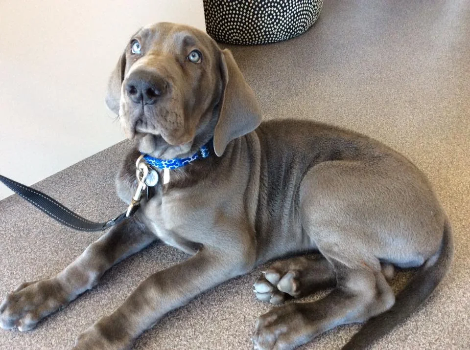 greatdanepup.jpg