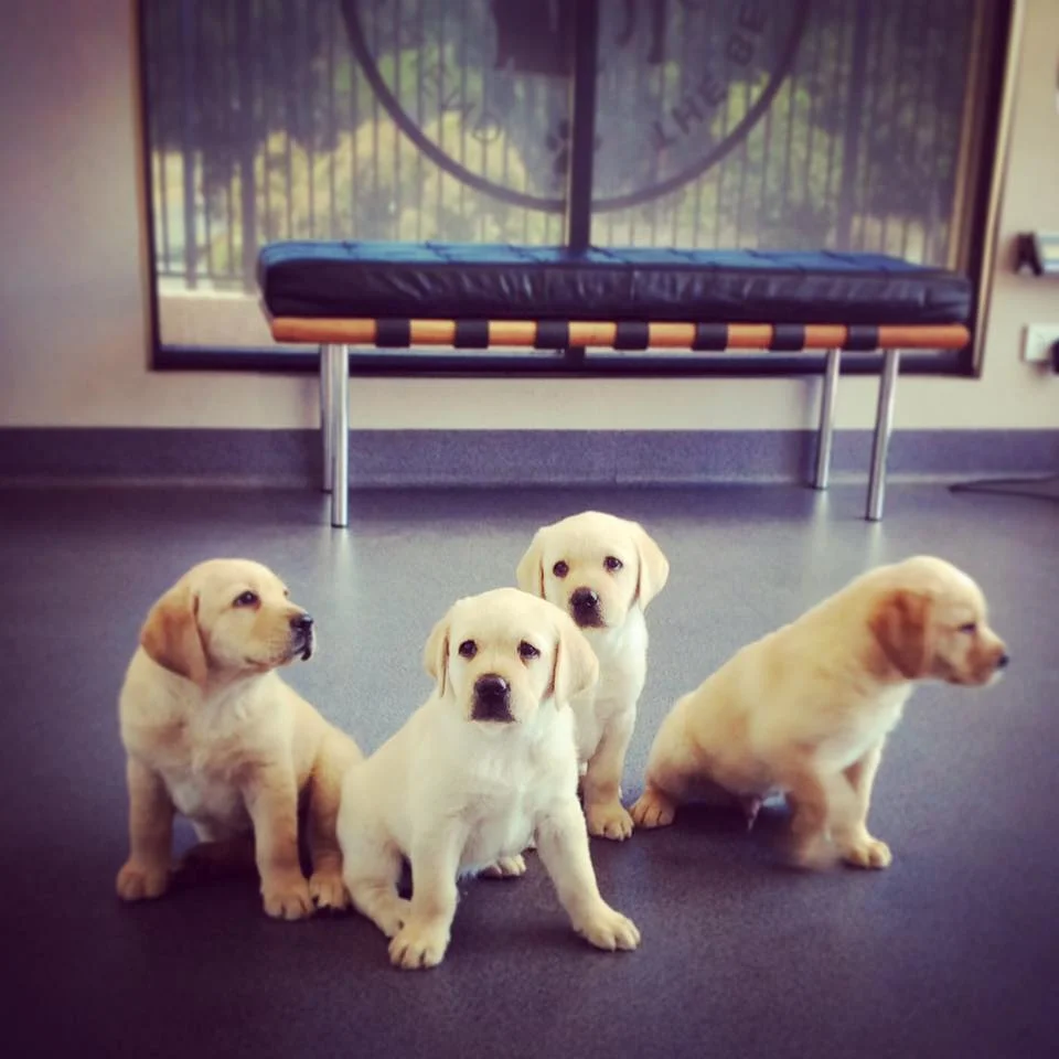 A group of little lab pups getting ready for their new homes...