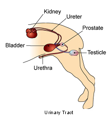 A visual of the urinary tract where disease and stones can occur