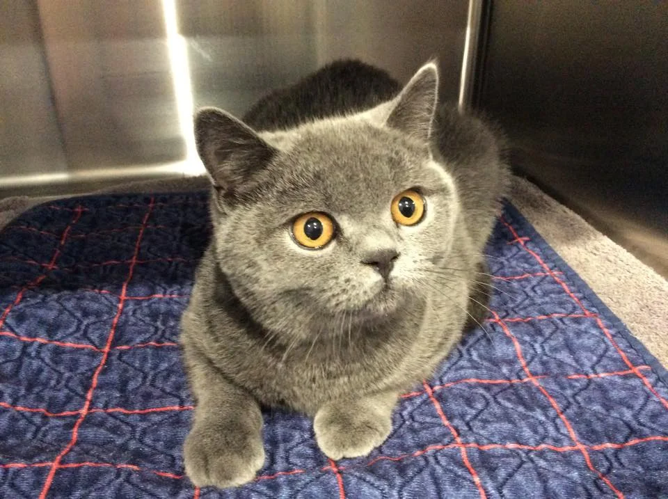 greycat.jpg