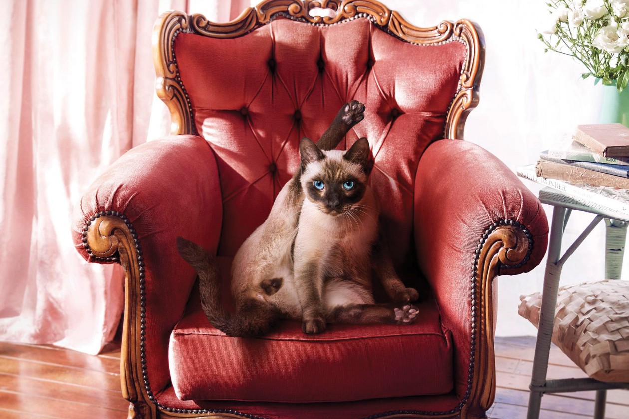 desexing your pet can lead to much healthier longer life...