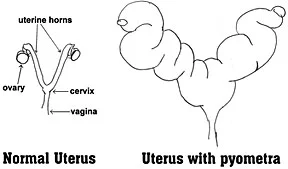 This is how an inflamed infected uterus looks prior to removal.