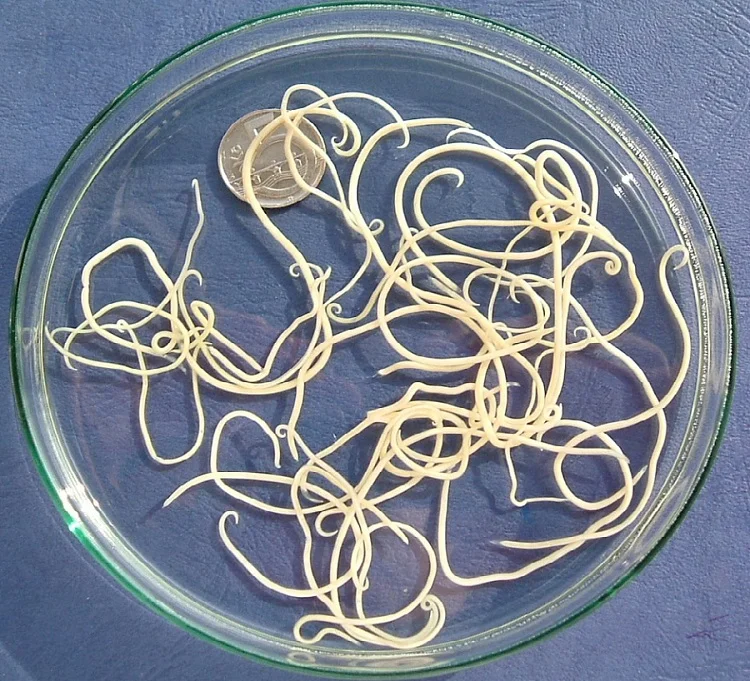 Toxocara canis (also known as dog roundworm )