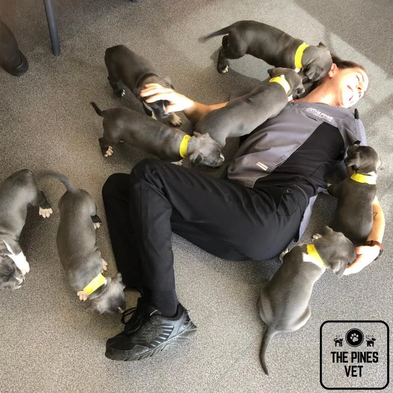 Some of our gorgeous friendies in for a visit...The Pines Vet