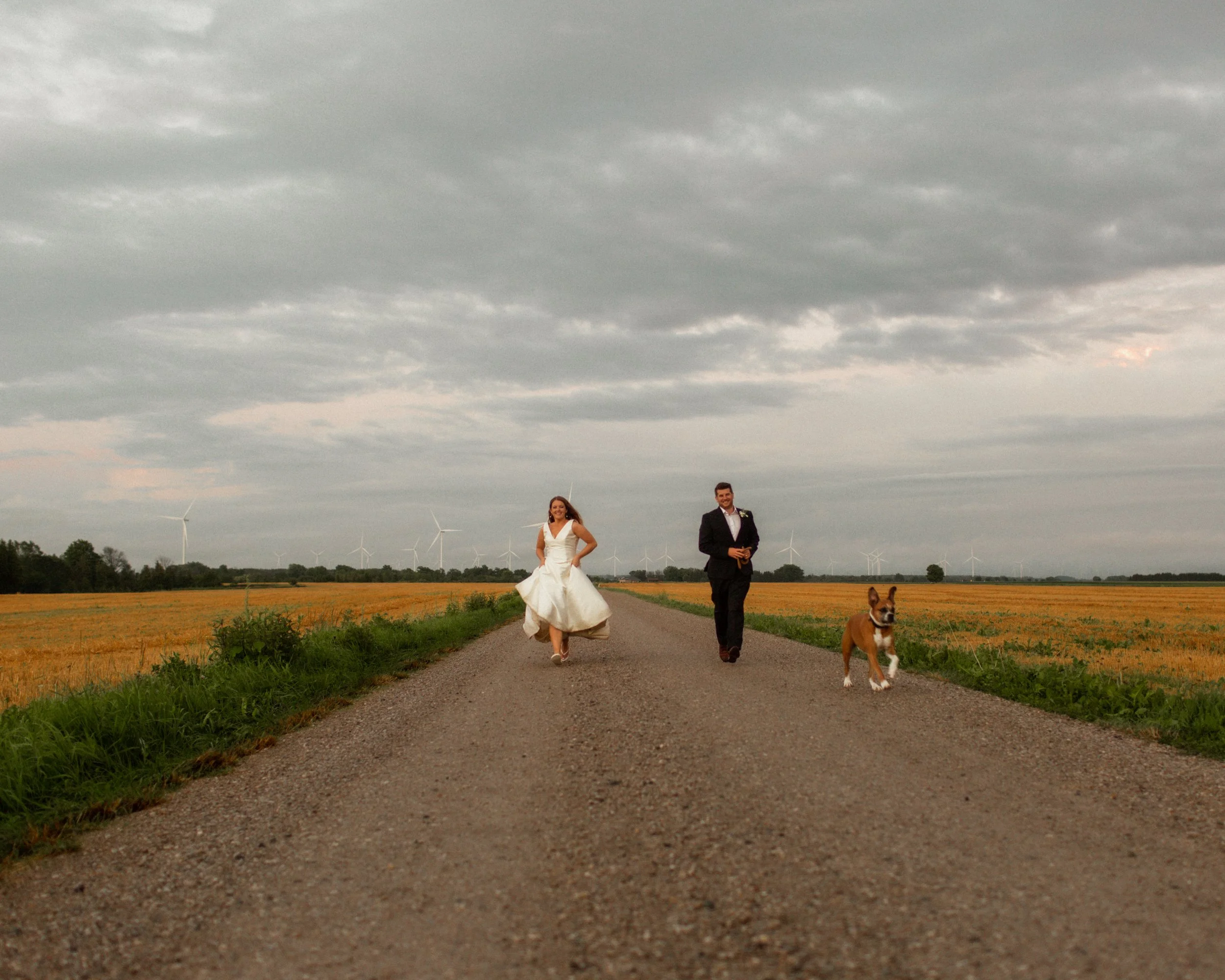 dogsweddings.jpg