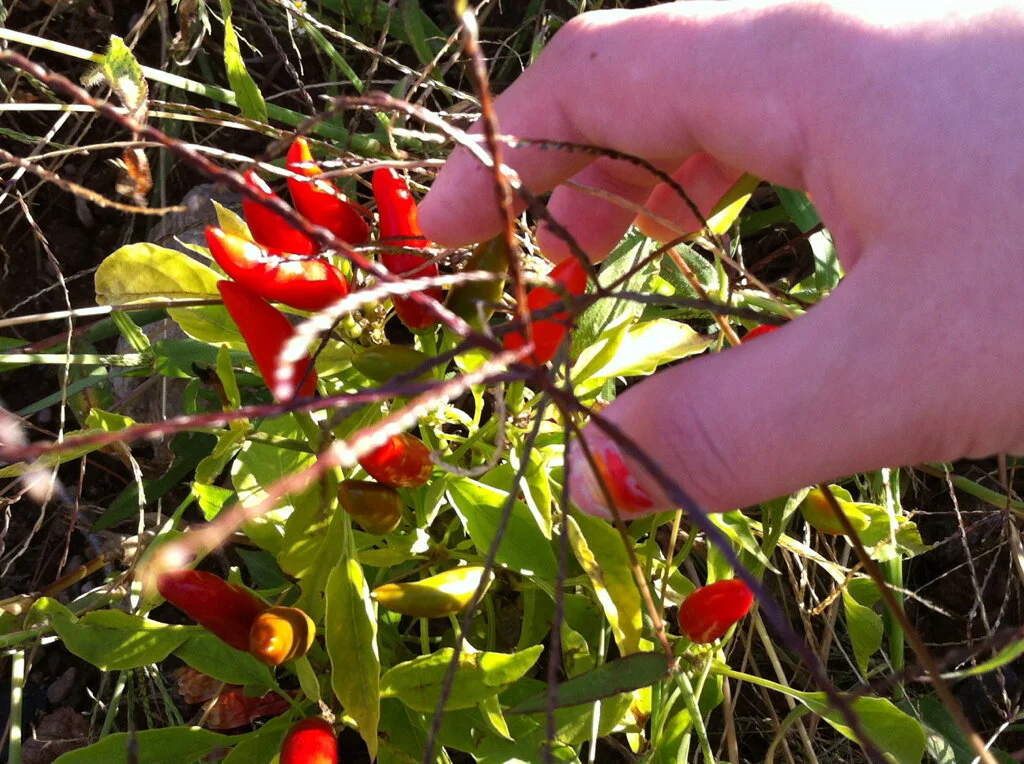 Test CU for Location Shoot