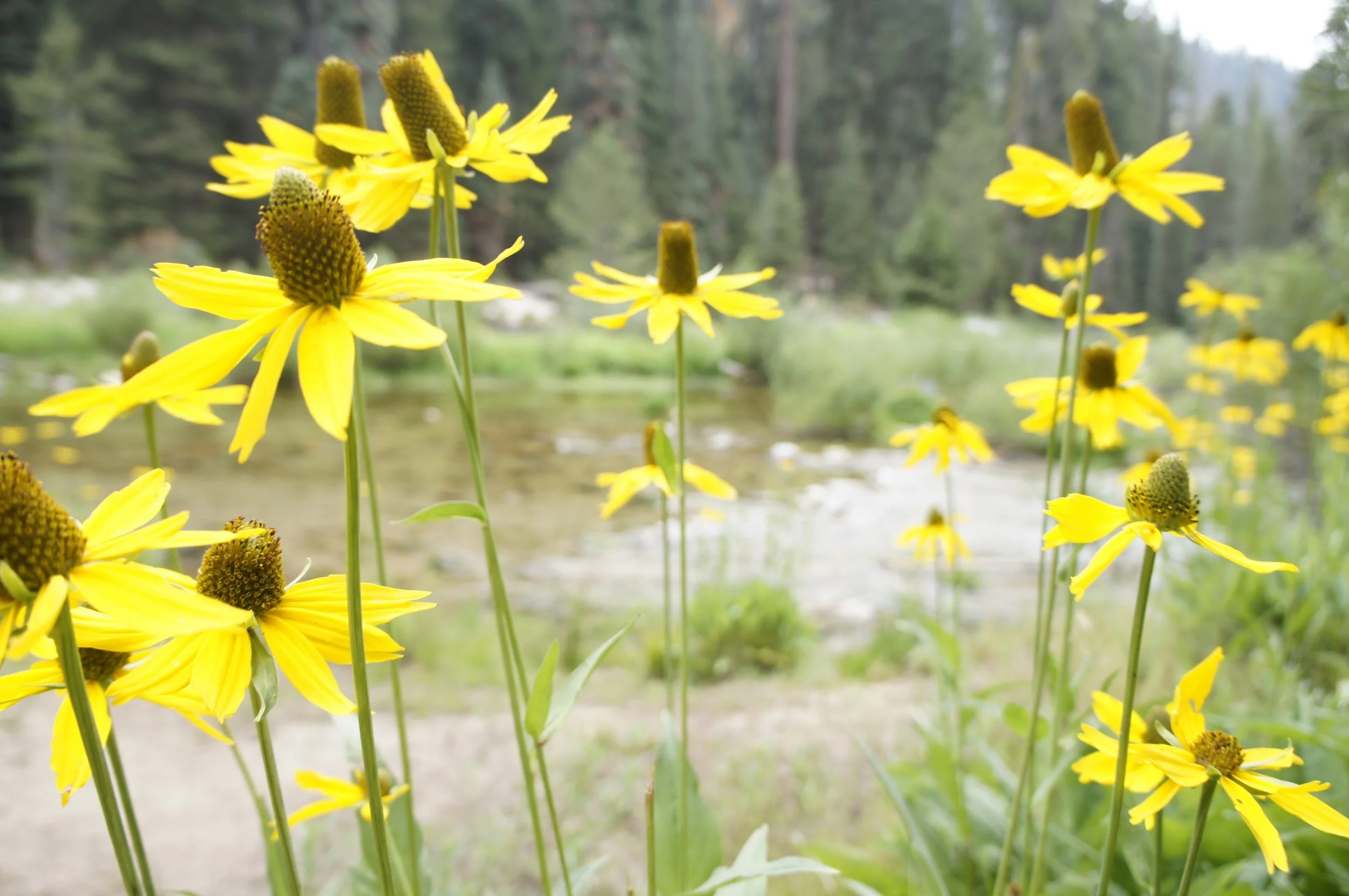 healing &amp; nature