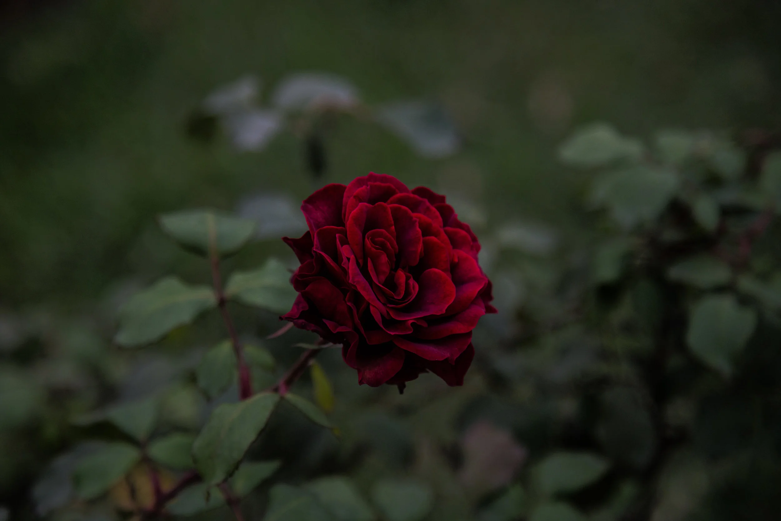 photo by elena stanton .