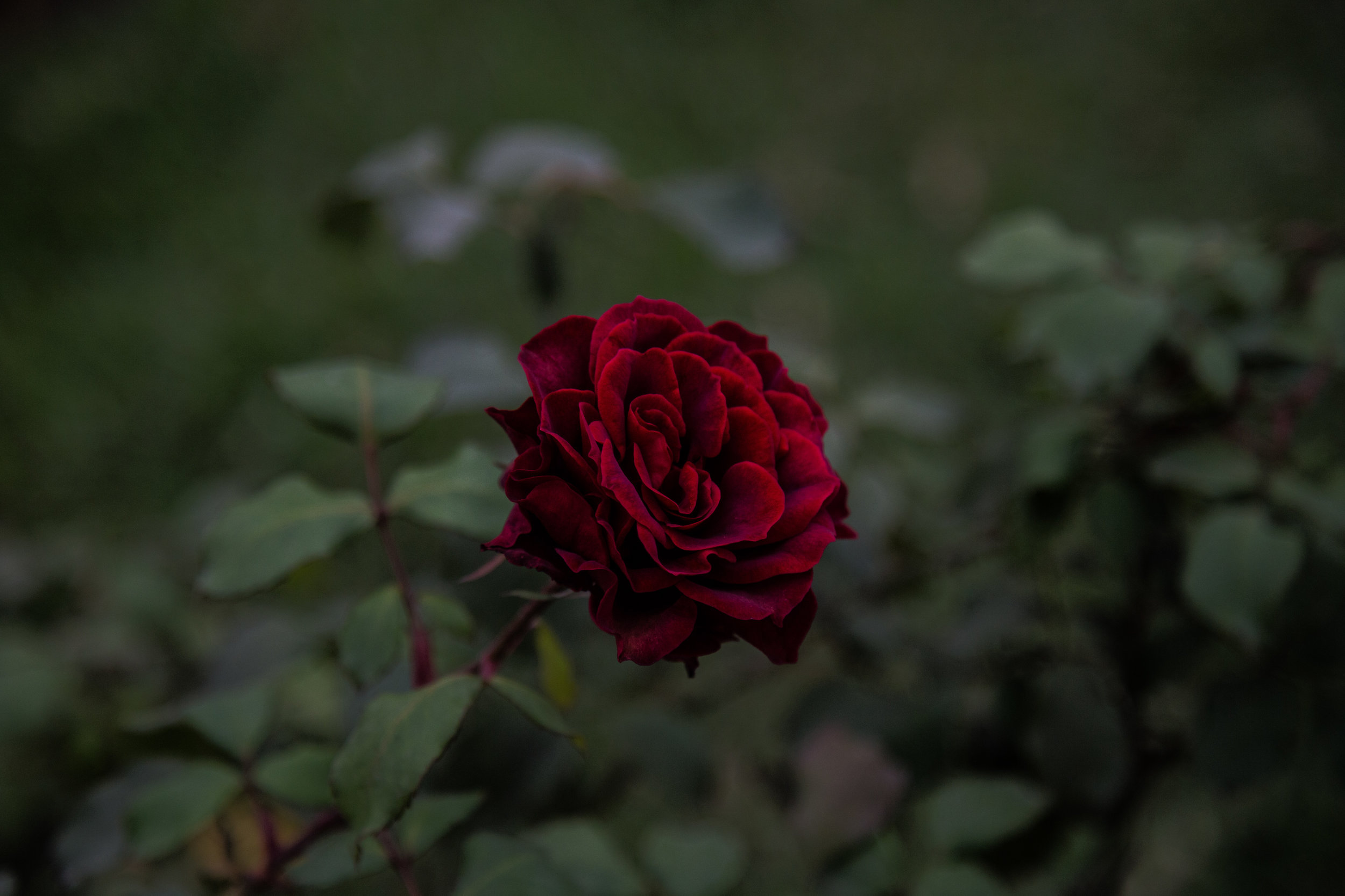 first chakra: roots &amp; red