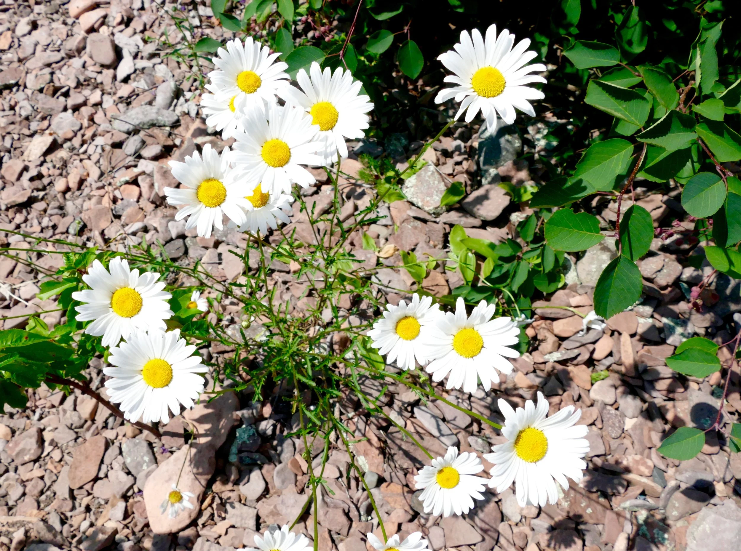 _1170169.jpg
