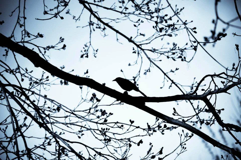 photo by elena stanton .