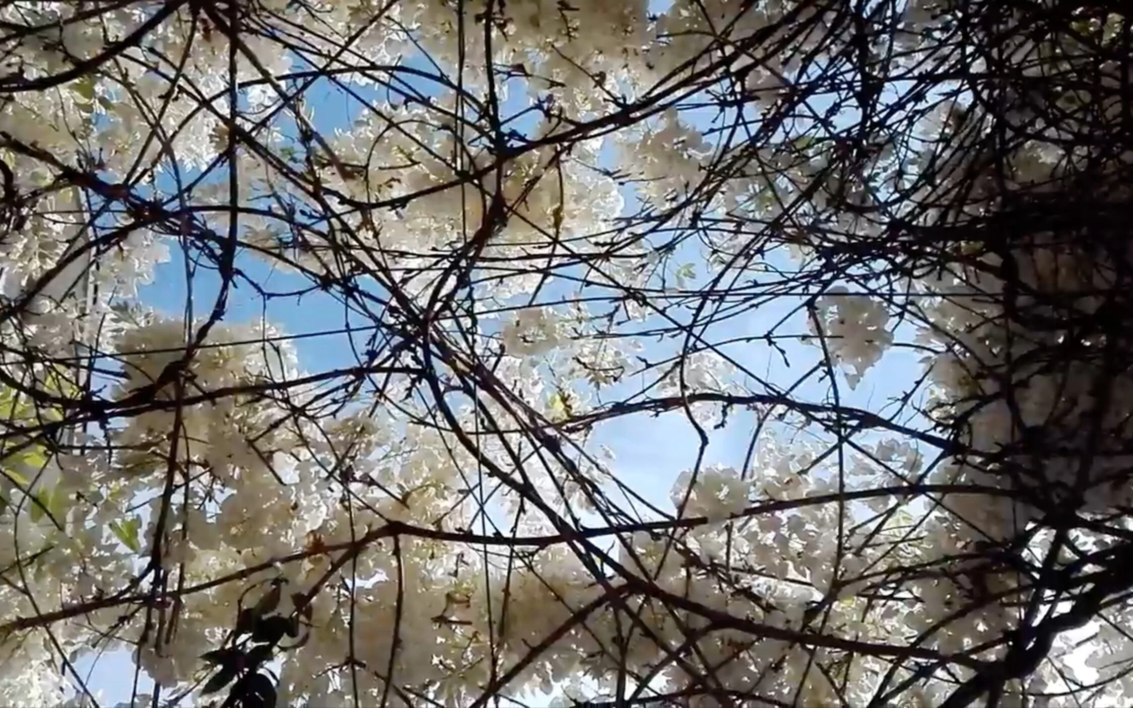silvia tarozzi  shares new videos