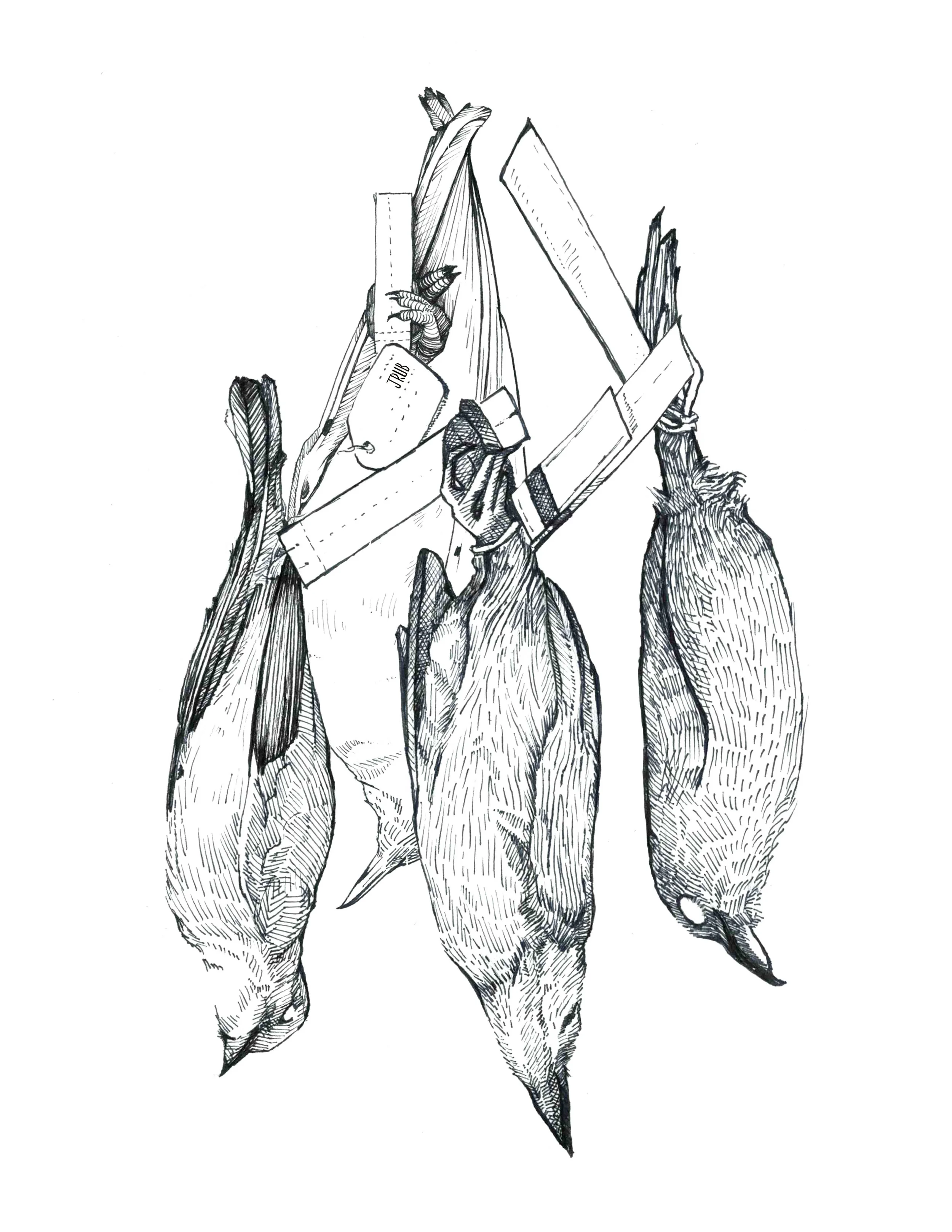 Specimens 2017