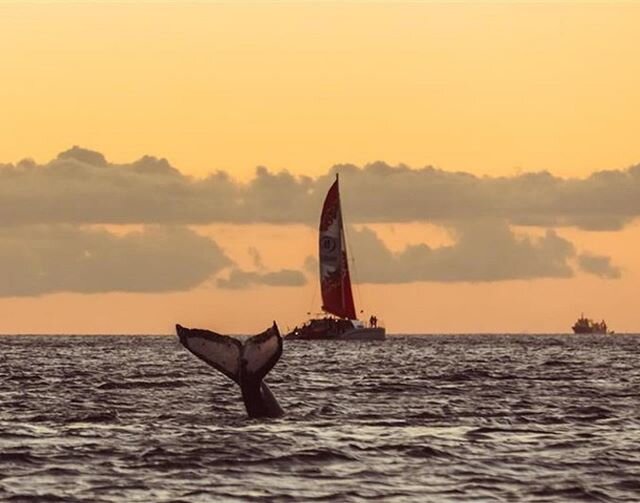 It&rsquo;s the tail end of whale season 🐋
#leialohacreative @theadventureboat 
#Repost @kahala
・・・
Waving from a respectable distance 👋🏽⁠
⁠
⁠
#kahala #since1936 #theoriginalalohashirt #alohashirt #hawaii #madeinhawaii #socialdistance ⁠
⁠
📷:@leial