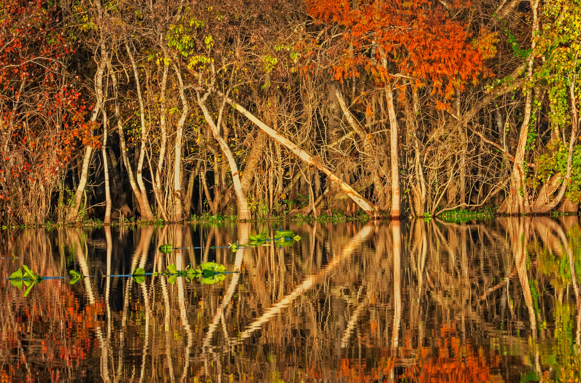 Fall Reflections with Tree Patterns, St. Johns River
