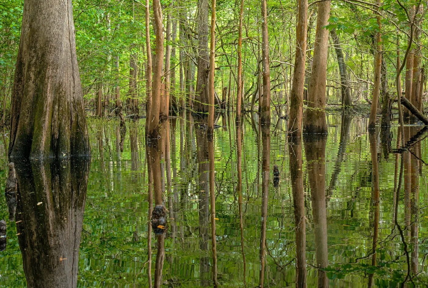 Withlacoochee Maze