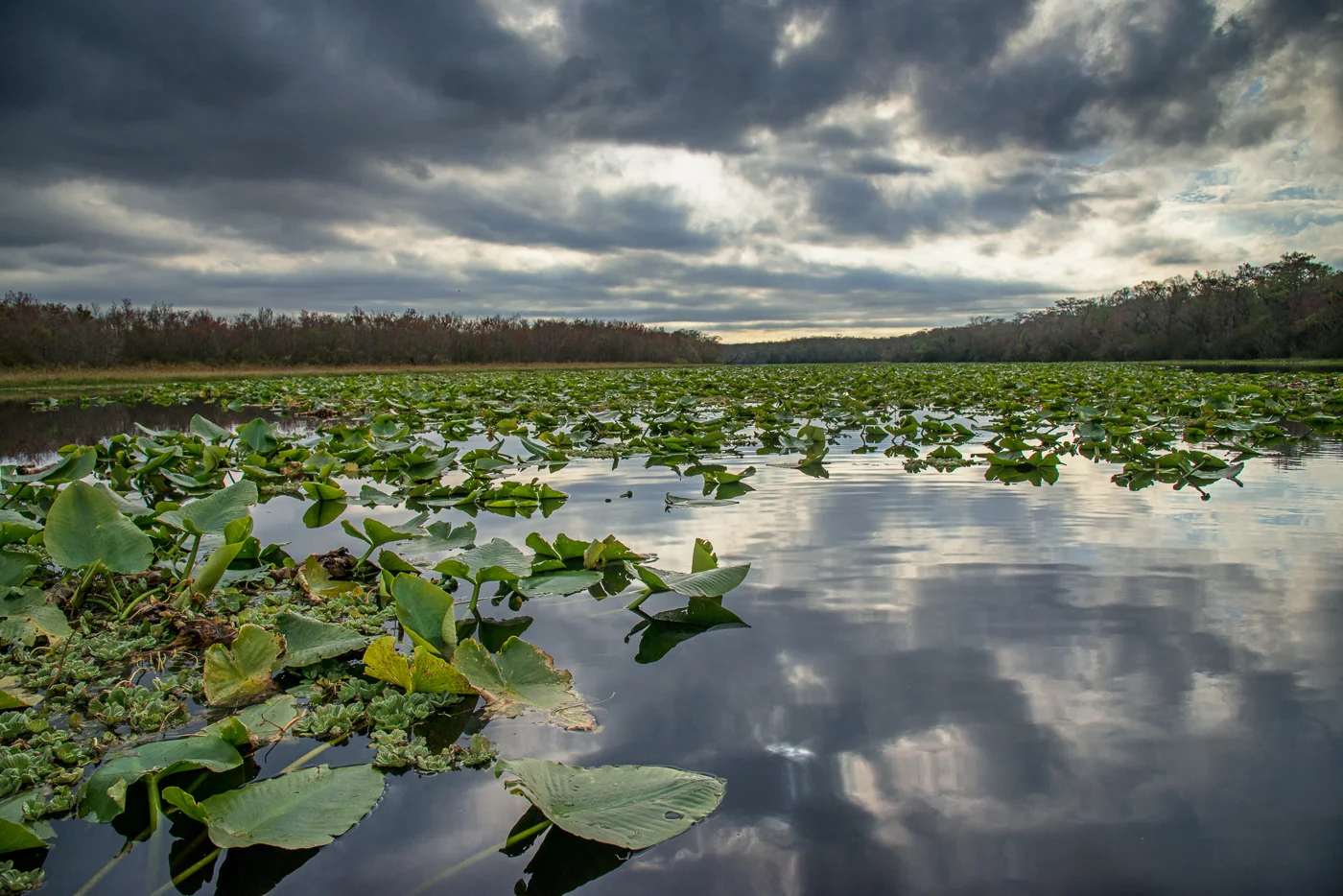 St. Francis River Lilies