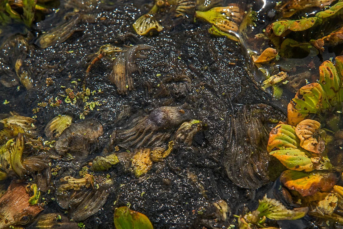 Caloosahatchee Decomposition
