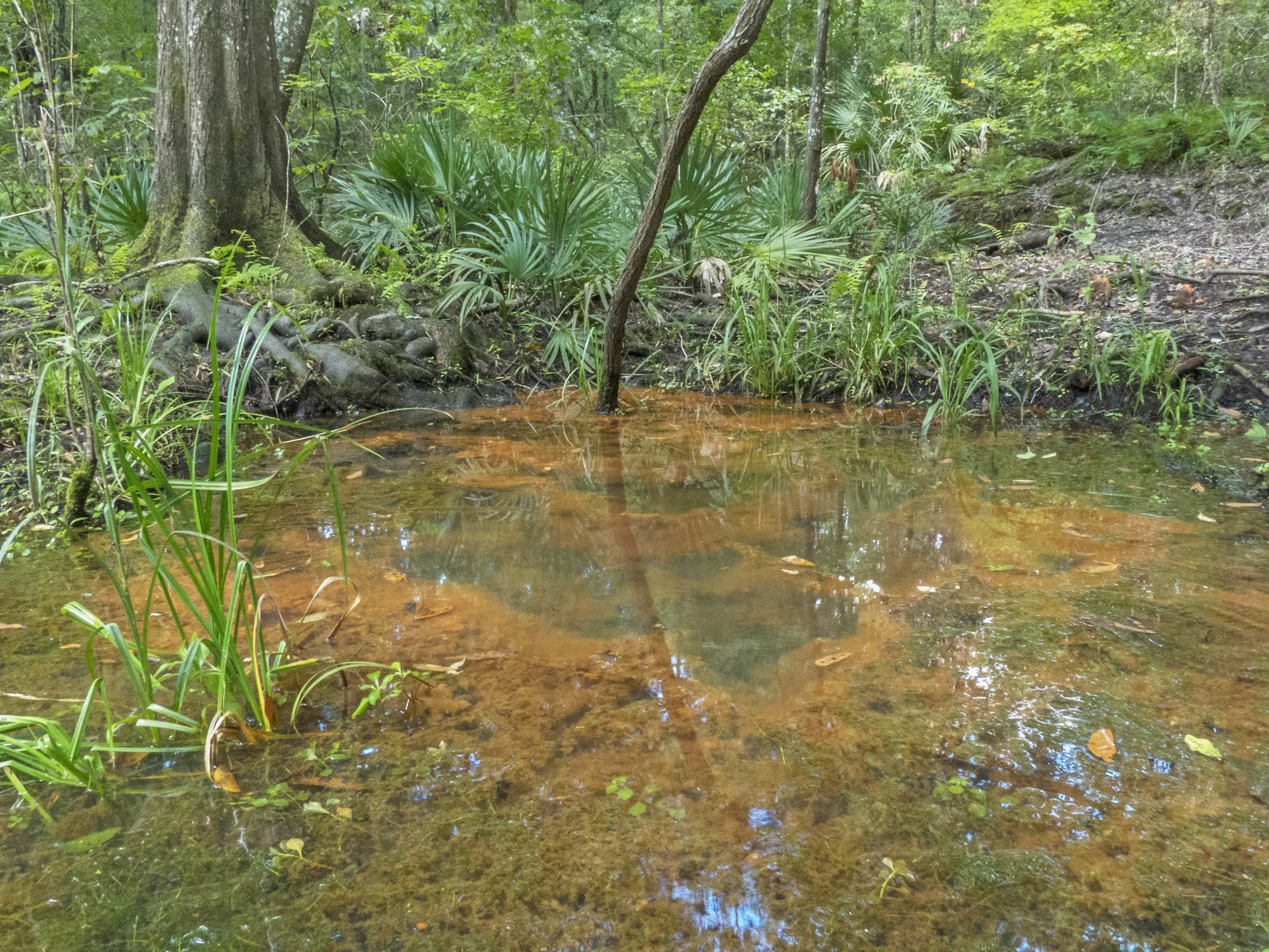 Red Algae, Ichetucknee River