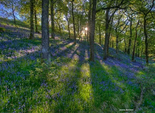 Blue+Bells+in+the+Trossachs.jpg