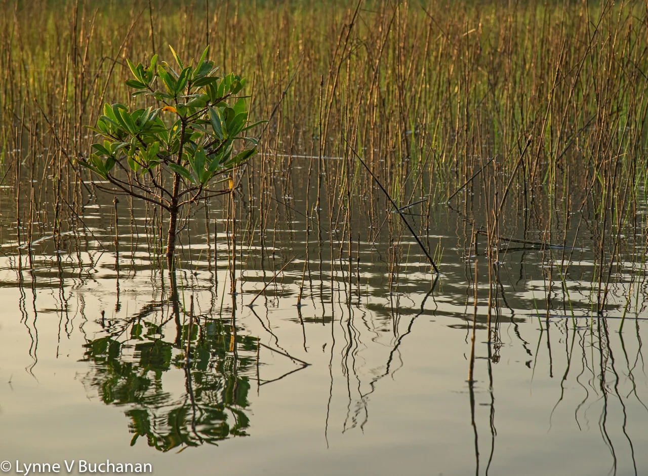 First Light on a Young Mangrove and Sea Grasses