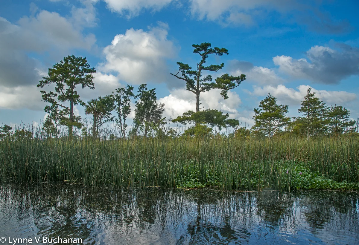 Morning Along the Apalachicola Delta