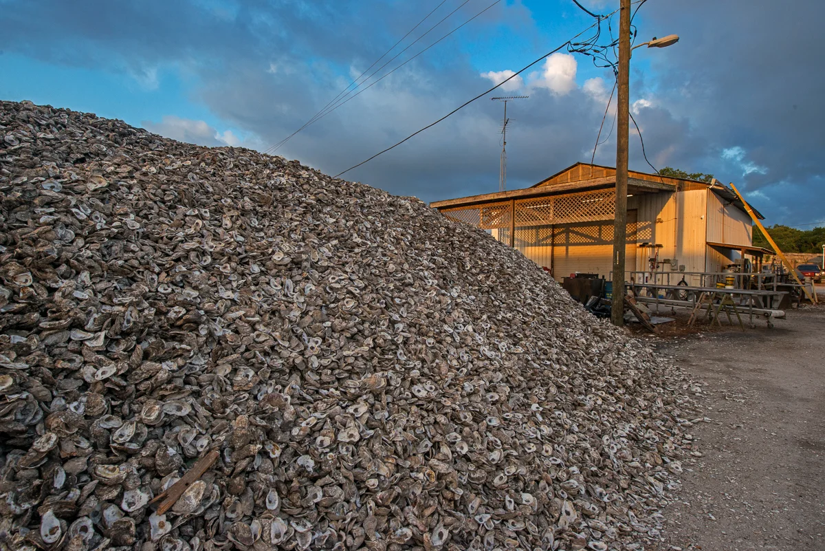 Oyster Shells, Apalachicola