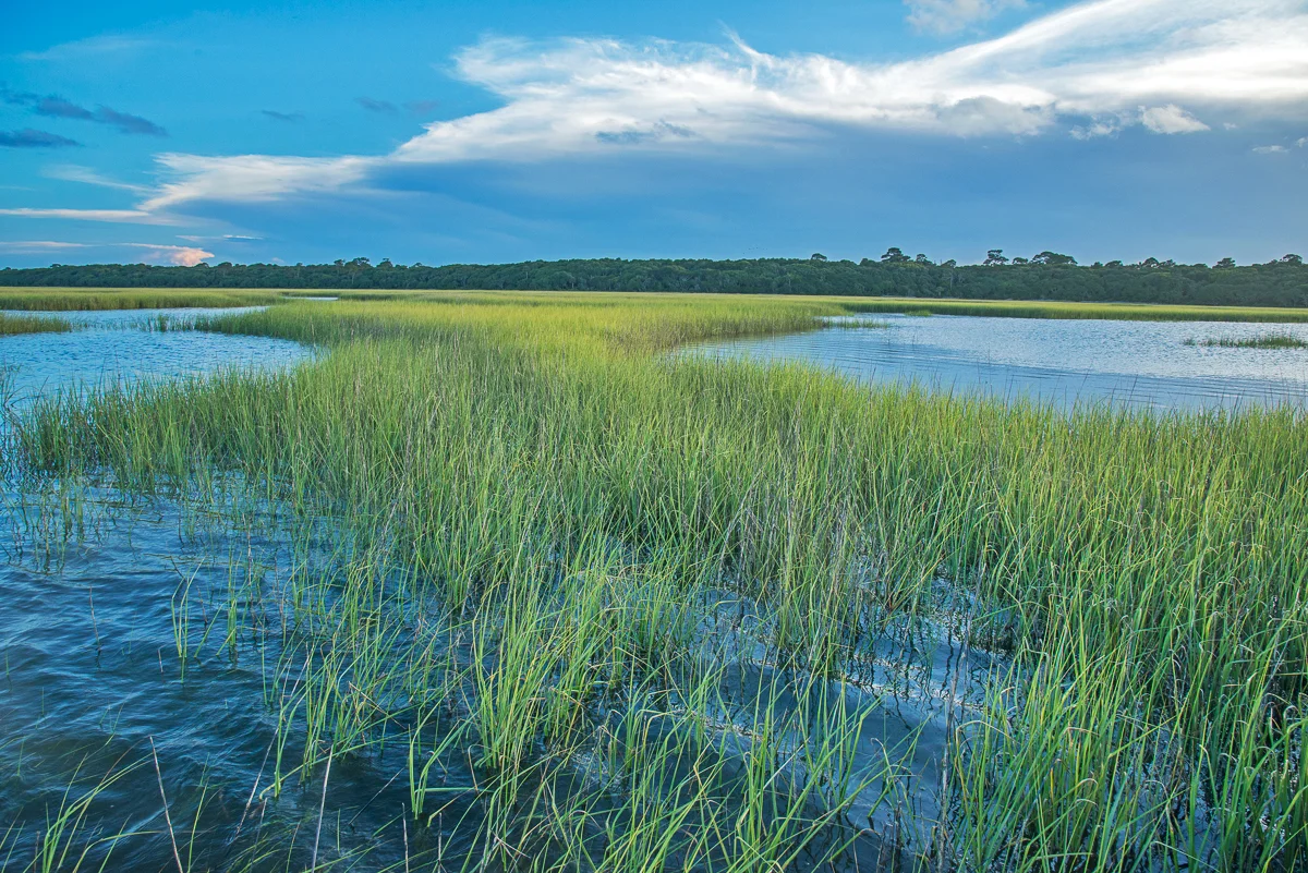 In the Midst of the Grasses at Dusk, Guana Tolomato Matanzas National Estuarine Research Reserve