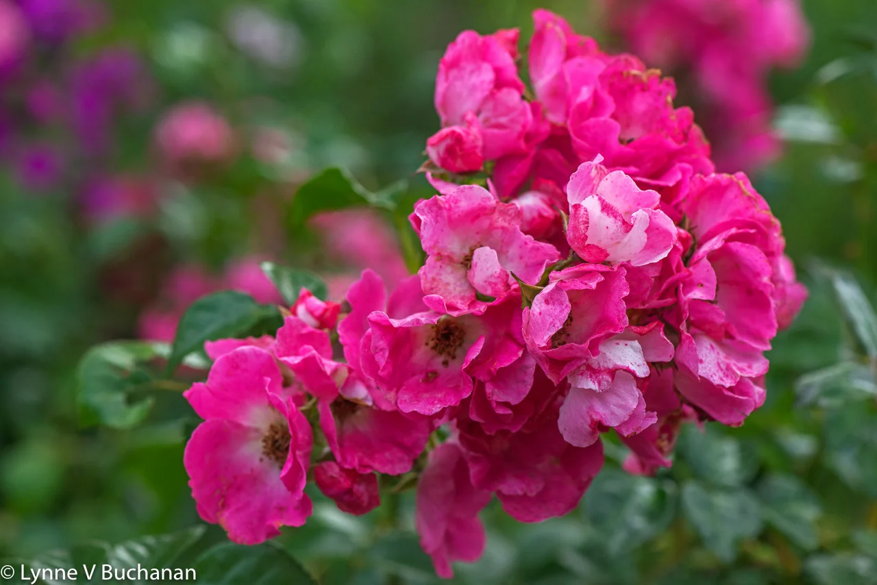 Monet's Roses